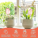 Pink Tulip Plant Watering Globe – Automatic Self-Watering Dripper for Indoor & Outdoor Pots (24cm)